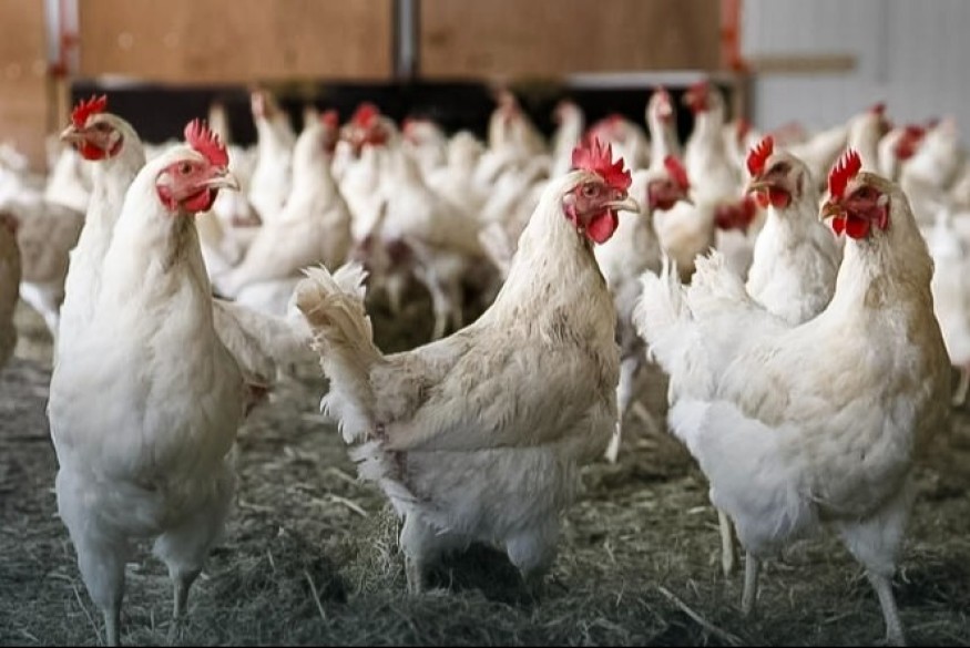 Gmina Sulęczyno: Ptasia grypa w gospodarstwie z 19 tys. kaczek